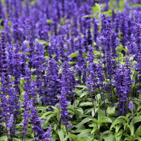 Salvia- Blue Bedder