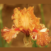 Cheetah Cheese Tall Bearded Iris Seeds