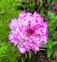 Double Click Bicolor Violet – Cosmos Seed