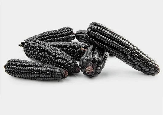 Montana Morado Maize – Organic Corn Seed