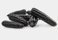 Montana Morado Maize – Organic Corn Seed