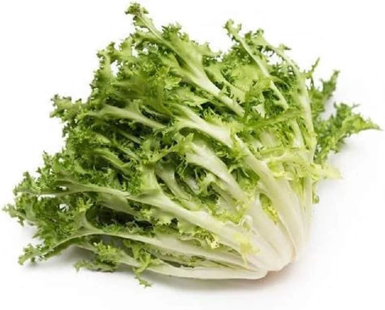 Endive- Salad King