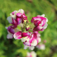 Snapdragon- Cherry Twist