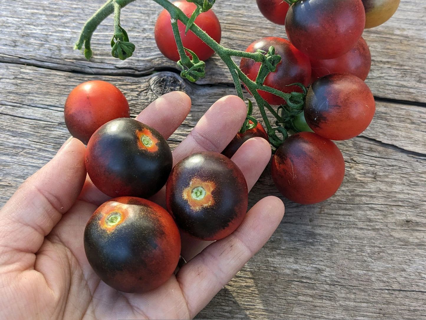 Indigo Cherry Drops – Organic Tomato Seed