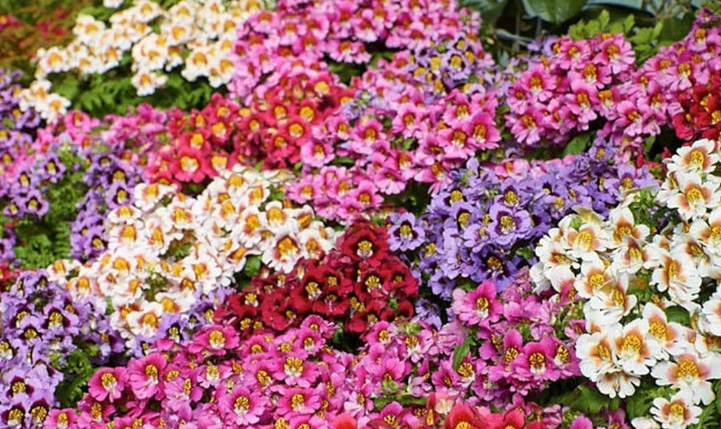 Schizanthus- Dr. Badgers Mixed