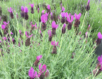 Seedling 5 Pack- Lavender Forte Deep Purple