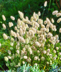 Heirloom Non-GMO Lagurus Ovatus Flower Seeds for Planting – Bunny Tail Grass Ornamental Blooms
