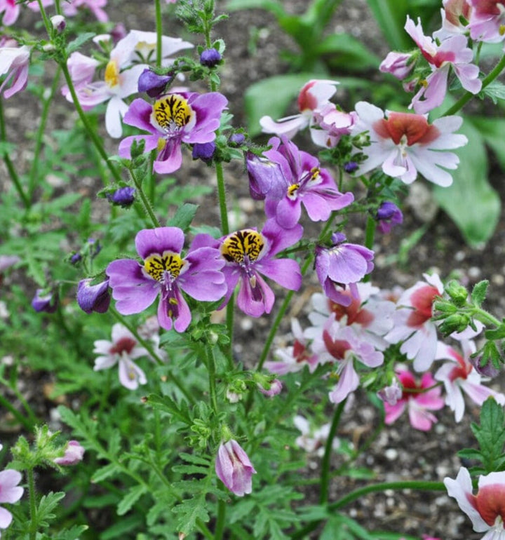 Heirloom Schizanthus Tinkerbell Flower Seeds for Planting, Non-GMO