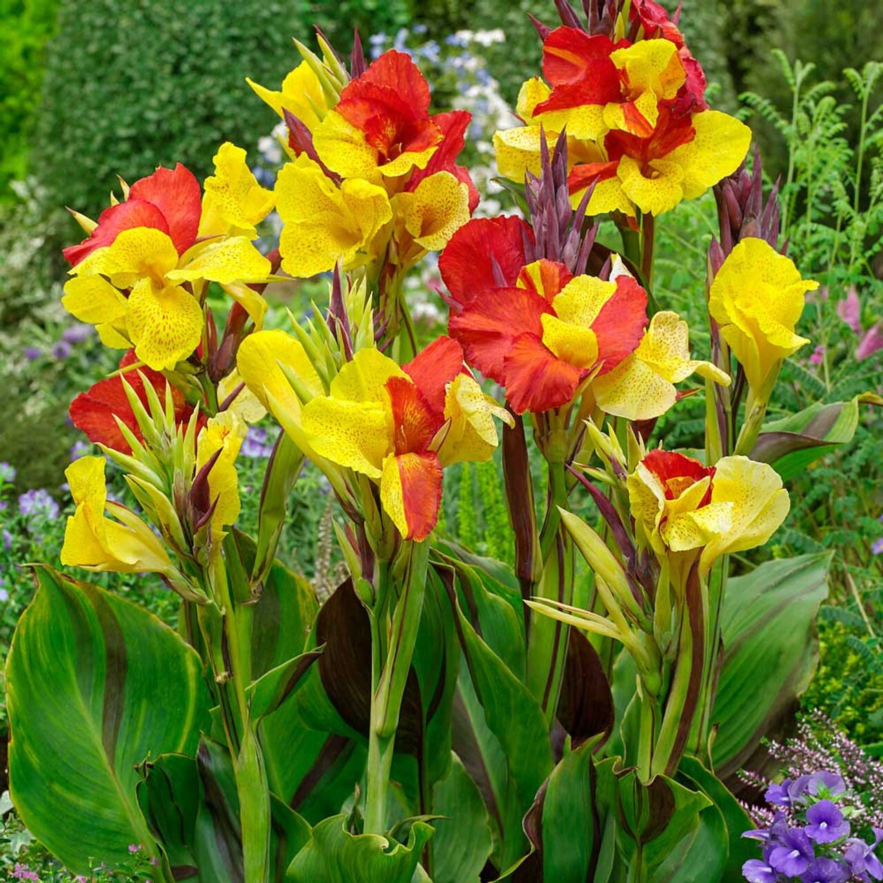 Cleopatra Dwarf Canna