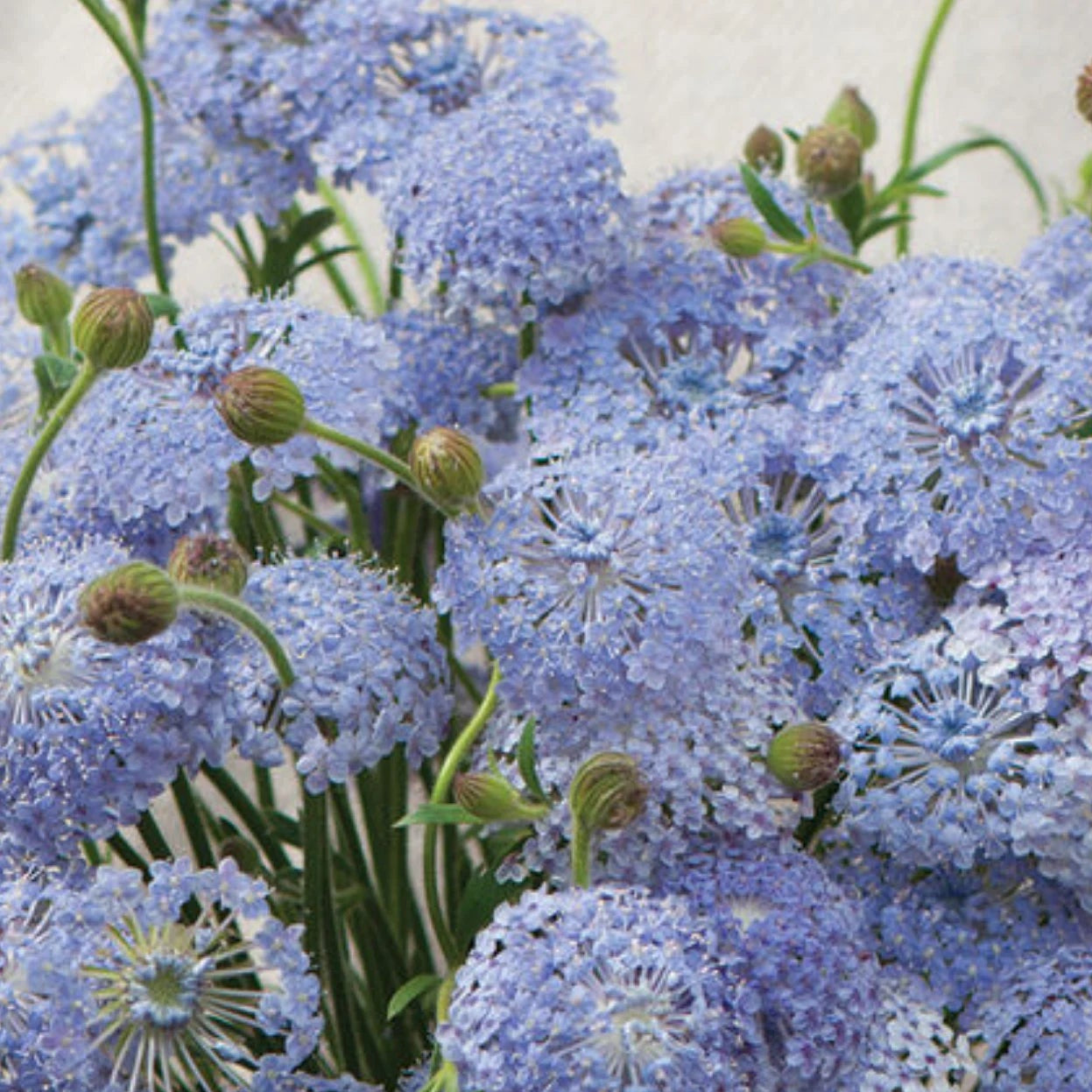 Lacy Lavender Blue – Didiscus Seed