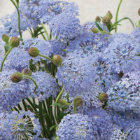 Lacy Lavender Blue – Didiscus Seed