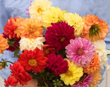 Giant Hybrid Mix – Dahlia Seed