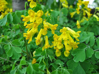 Corydalis Lutea Flower Seeds – Heirloom, Non-GMO Flower Seeds for Planting