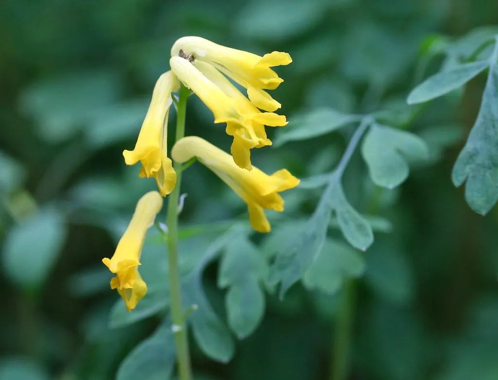 Corydalis Lutea Flower Seeds – Heirloom, Non-GMO Flower Seeds for Planting - Lutea for planting in home garden