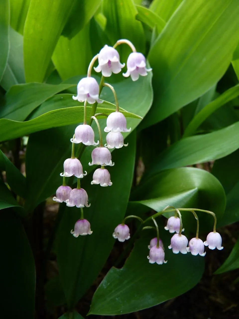 Pink Lily-of-the-Valley
