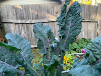 Dazzling Blue – Organic Kale Seed