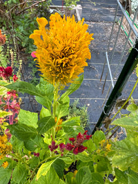 Sunday Gold – Celosia Seed