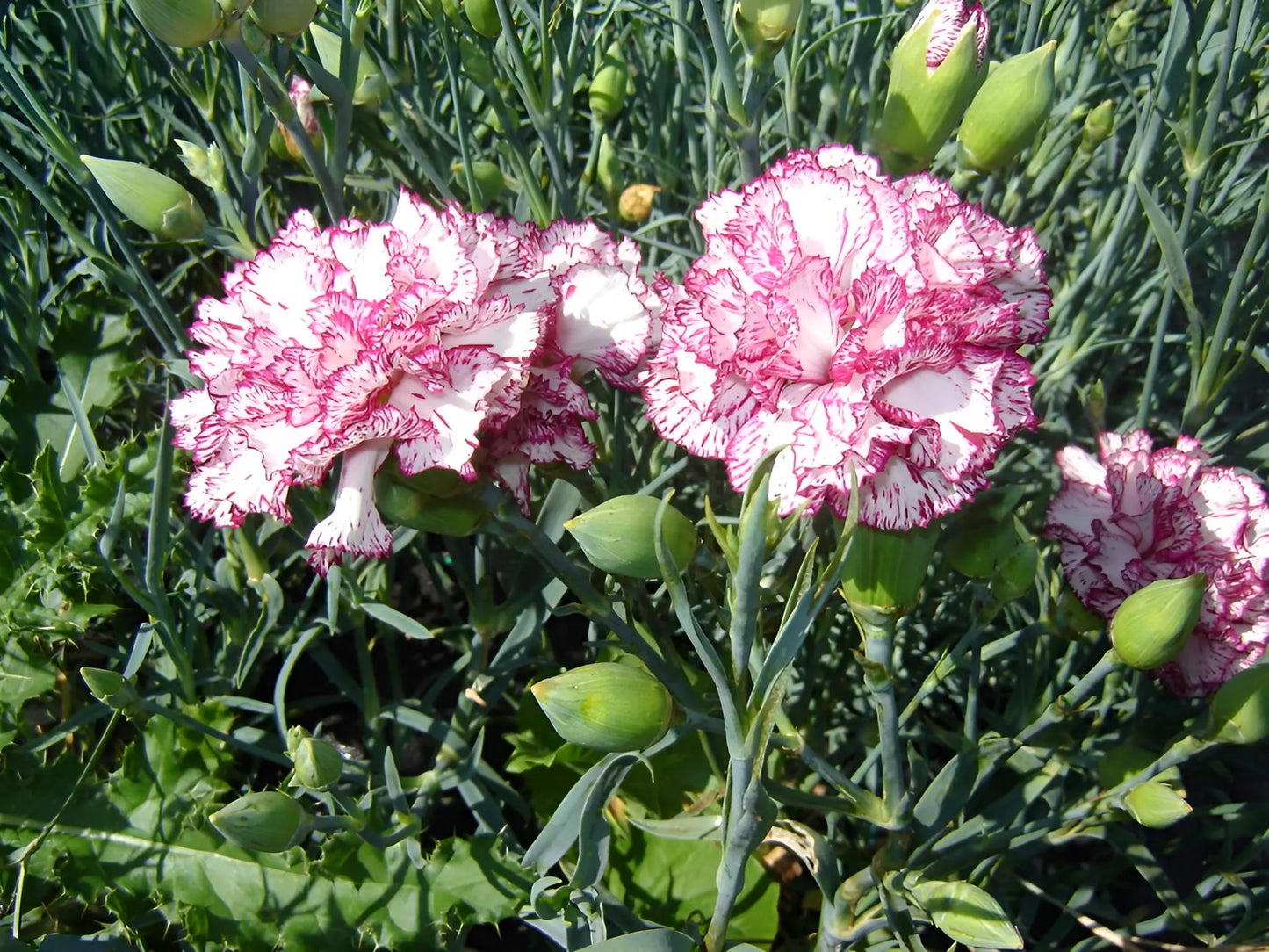 Carnation- Raspberry Ripple