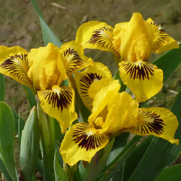 Eyebright Dwarf Bearded Iris