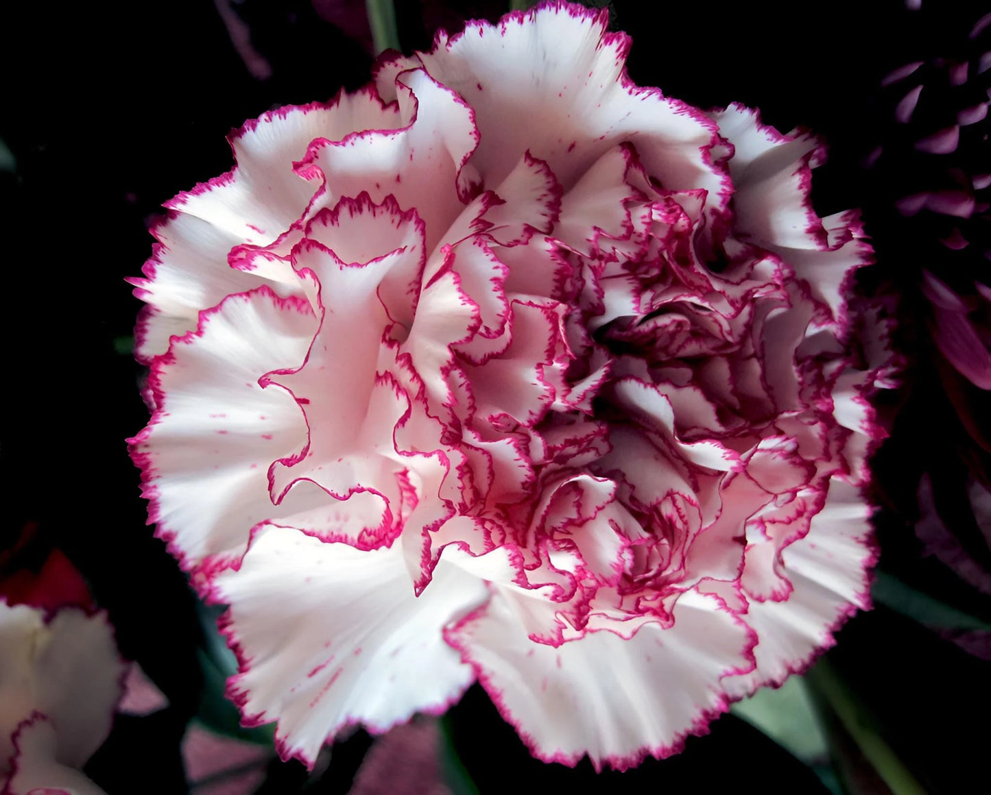 Carnation- Raspberry Ripple