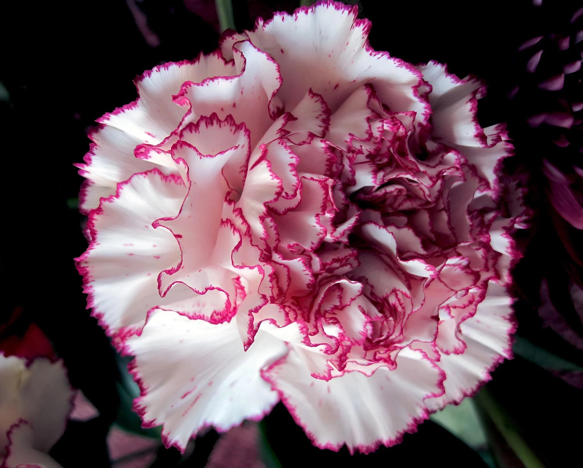 Carnation- Raspberry Ripple