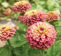 Queeny Lime Red Zinnia Flower Seeds for Planting – Vibrant, Non-GMO Garden Flowers