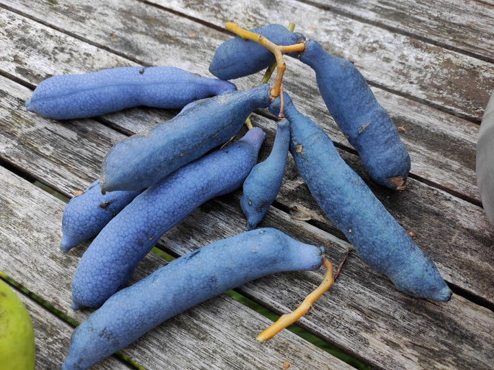 Sky Blue Cucumber Vegetable Seeds for Planting, heirloom & Non-GMO Seeds