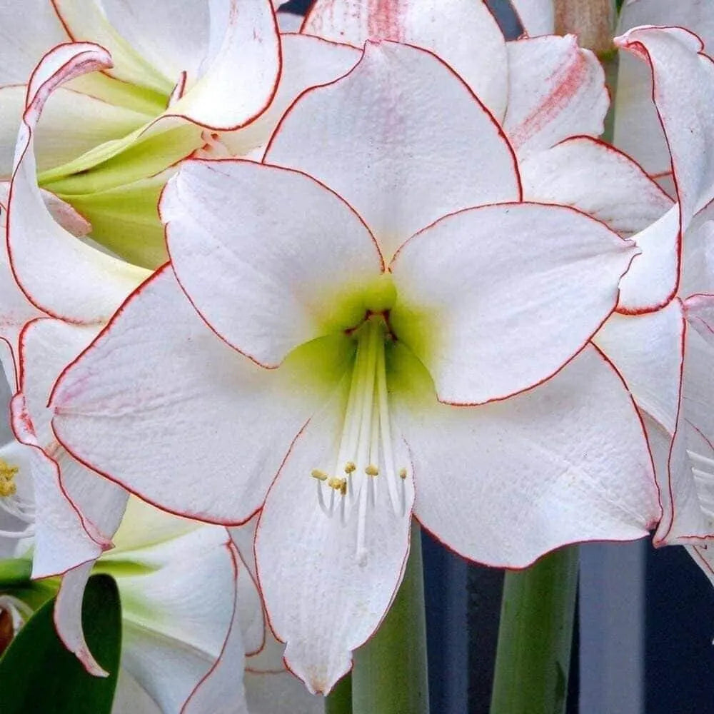 Picotee Amaryllis  Seeds