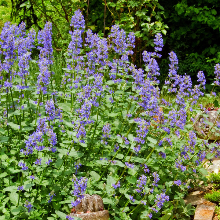 Heirloom Non-GMO Nepeta Flower Seeds for Planting – Fragrant Pollinator-Friendly Blooms