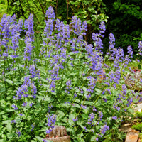 Heirloom Non-GMO Nepeta Flower Seeds for Planting – Fragrant Pollinator-Friendly Blooms