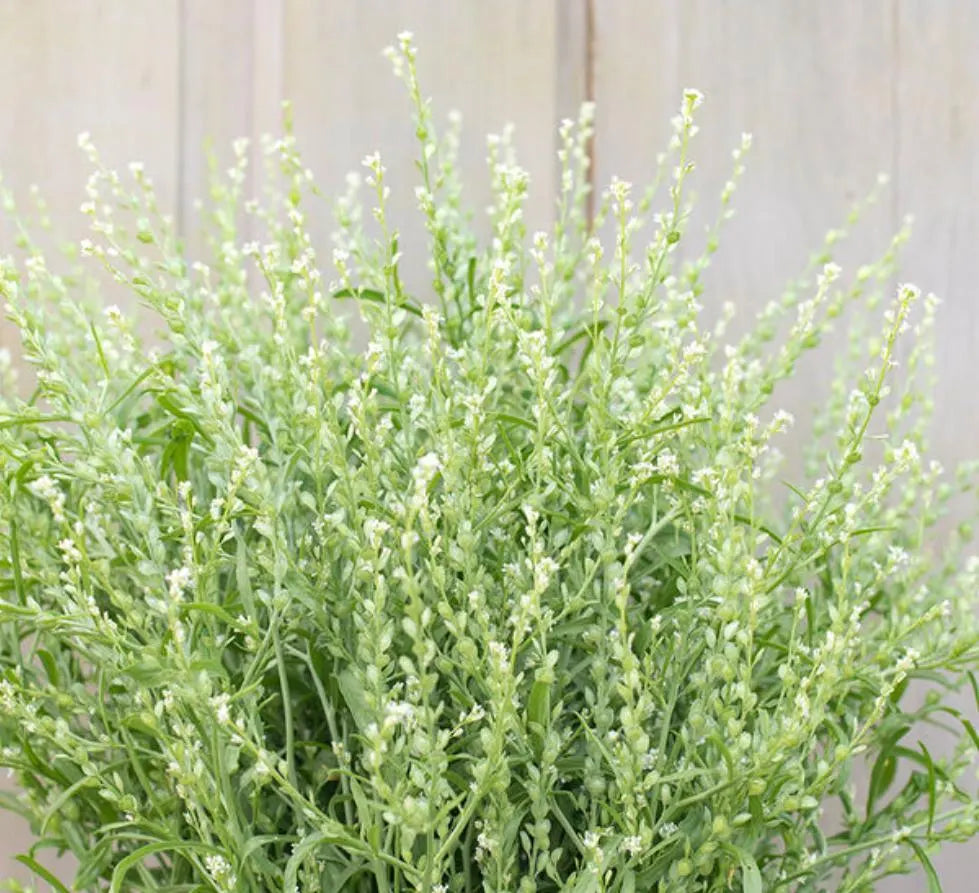 Cress, Persian – Organic Microgreen Seed