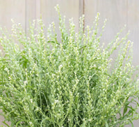 Cress, Persian – Organic Microgreen Seed