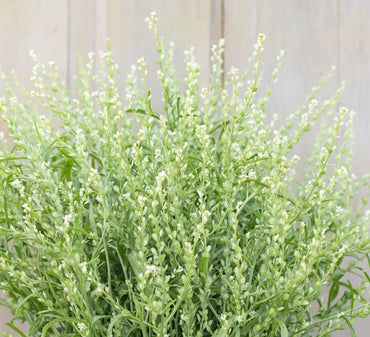 Cress, Persian – Organic Microgreen Seed