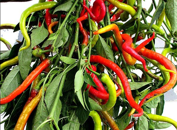 Corbaci Pepper Capsicum annuum seeds for garden planting