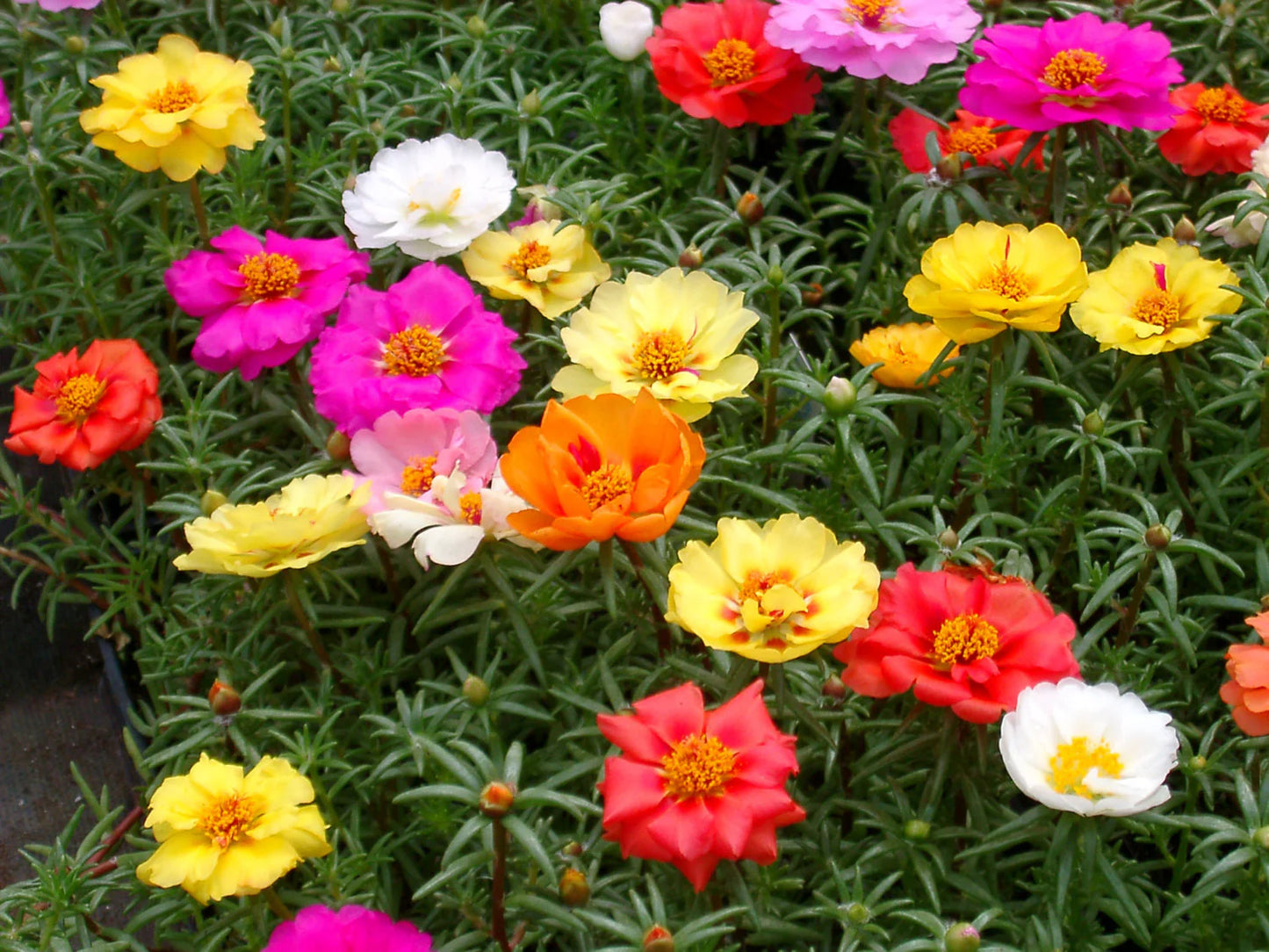 Portulaca- Double Flowered Mix