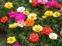 Portulaca- Double Flowered Mix