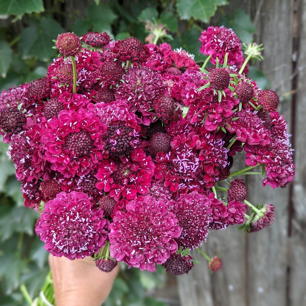 Merlot Red – Organic Scabiosa Seed