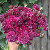Merlot Red – Organic Scabiosa Seed