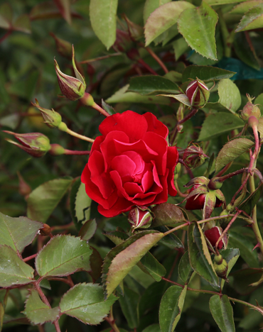 Red Ribbons Groundcover Rose