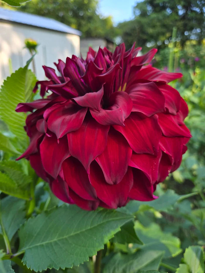 Spartacus Dahlia