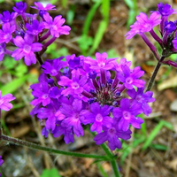 Violet (Violet scientific name) for planting in garden