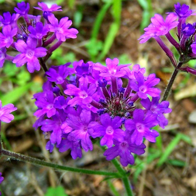Organic Violet Moss Verbena Flower Seeds for Planting – Heirloom, Non-GMO Garden Seeds