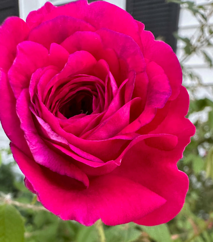 Romantic Dark Pink Rose Heirloom Non-GMO Seeds for Planting