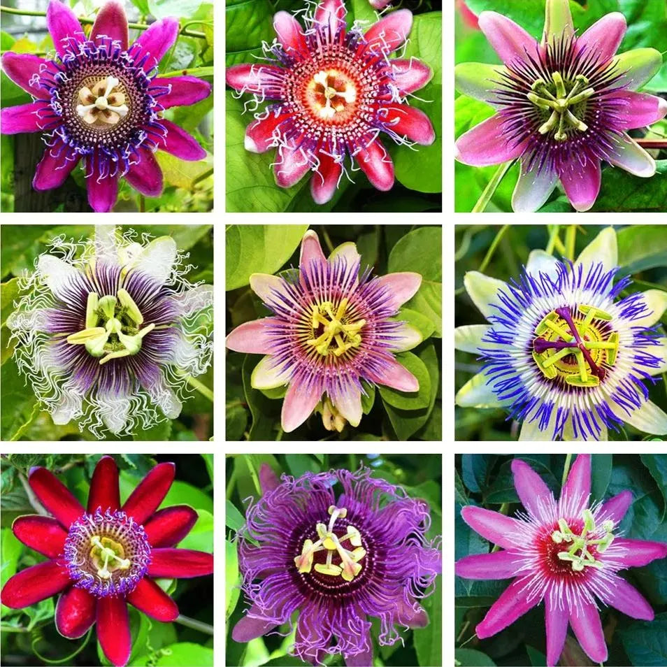Heirloom Non-GMO Multi-Colored Passion Flower Seeds for Planting – Exotic Climbing Vine Bloom Seeds - Non-GMO for planting in home garden