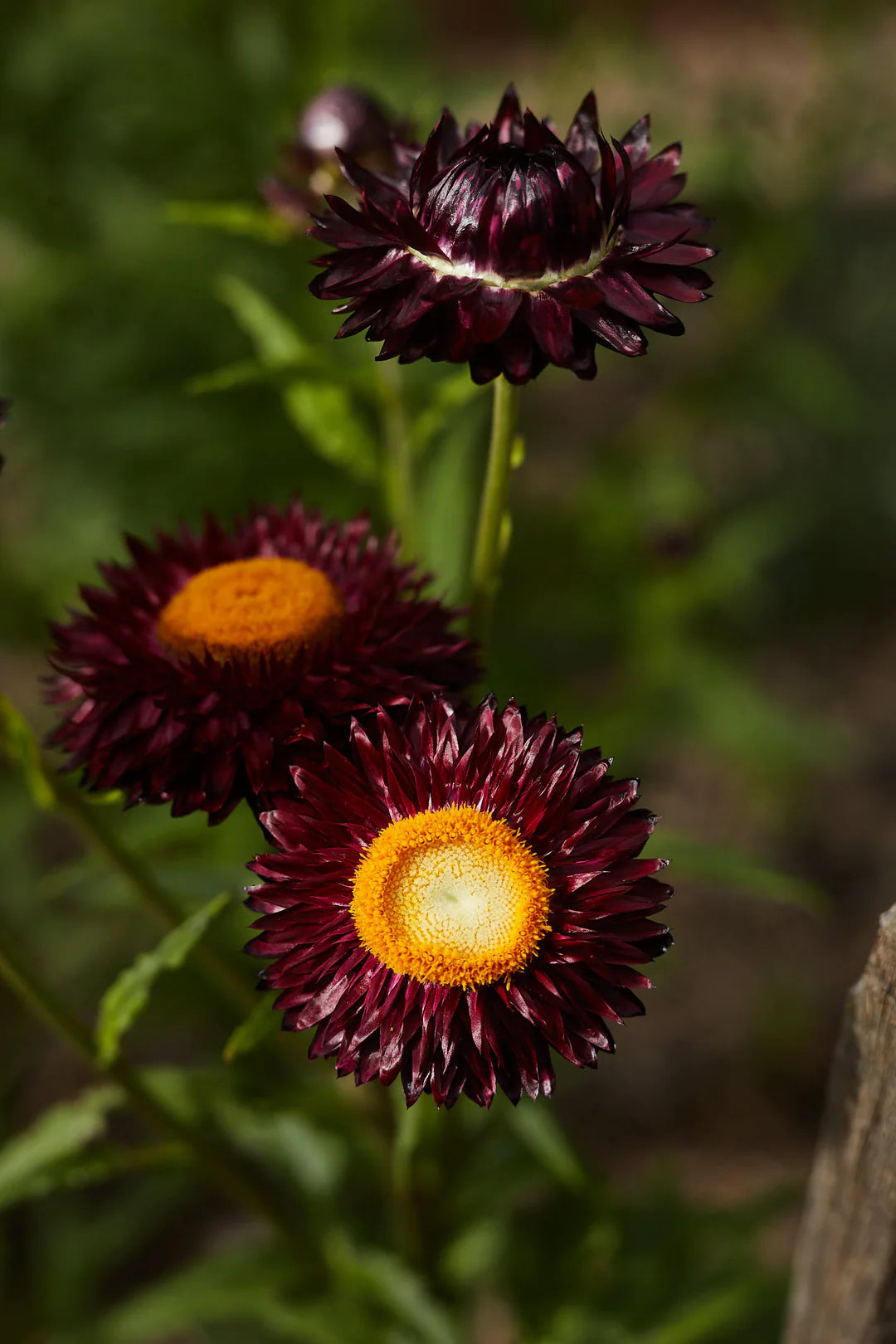 Everlasting Daisy- Purple Red