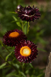 Everlasting Daisy- Purple Red