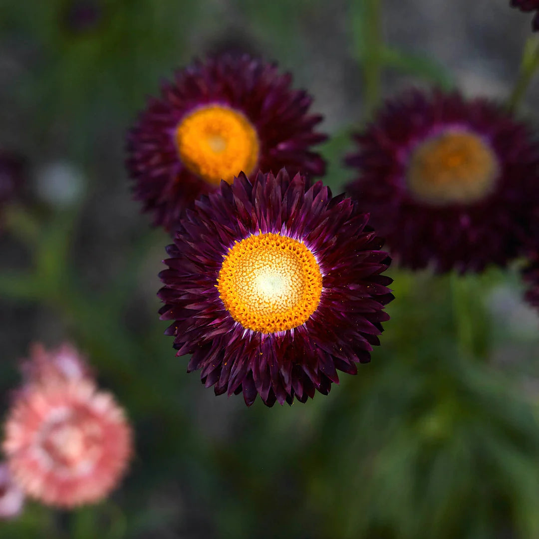Everlasting Daisy- Purple Red