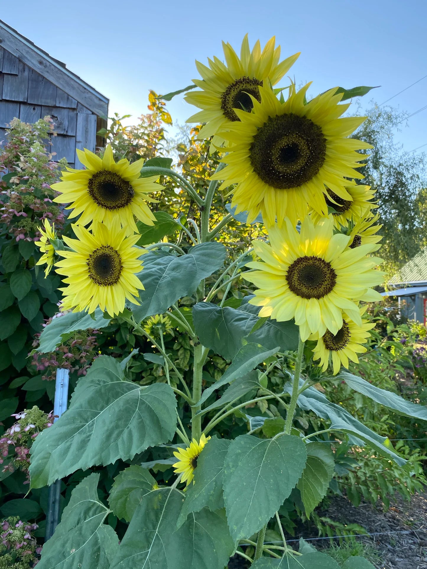 Sunflower- Lemon Queen