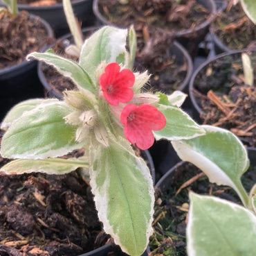 David Ward Lungwort
