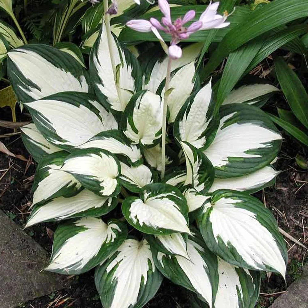 Fire and Ice Hosta
